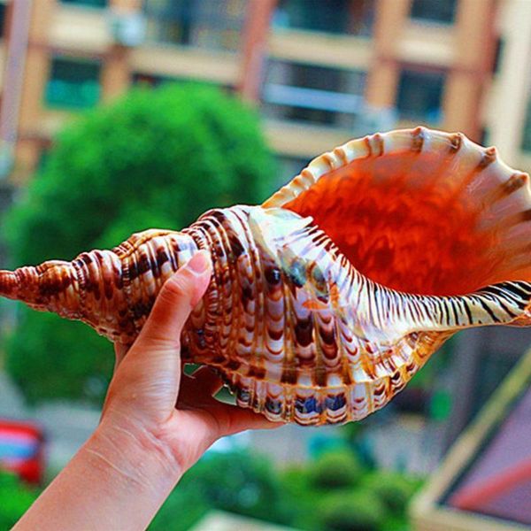 

natural phoenix snail shell purple mouth collection decoration specimen phÃ©nix tank fish escargot aquarium p8m8 novelty items