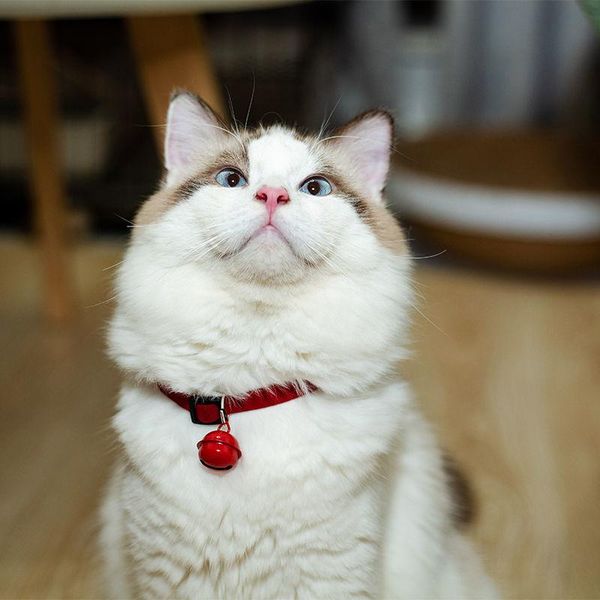 

cat collars & leads pet collar dog bell small japanese cute decoration