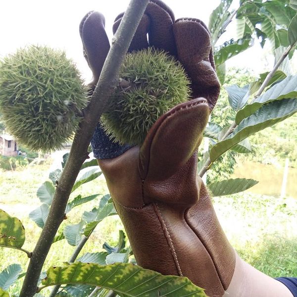 

professional thickened cowhide pruning month cactus season picking and chestnut pepper gloves artifact stab proof disposable