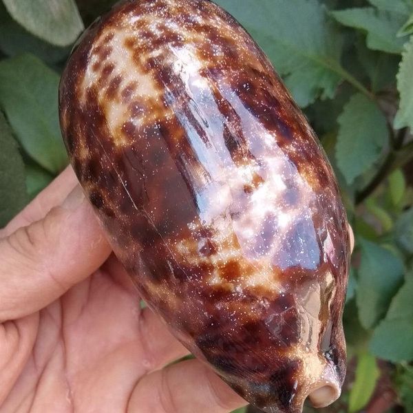 

novelty items natural conch shell cong yunbao aquarium landscaping home window decoration rare collection specimen