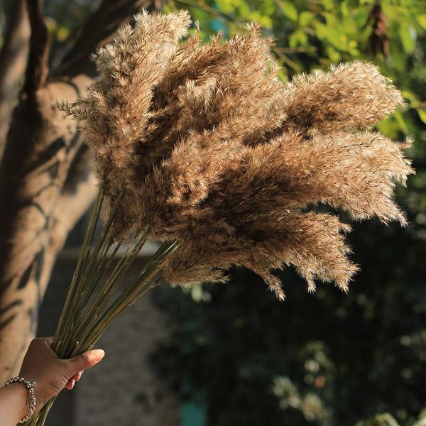 

decorative flowers & wreaths 3/5/10 pcs dried natural wedding plants pampas grass phragmites &reed decorations home christmas bouquet orname