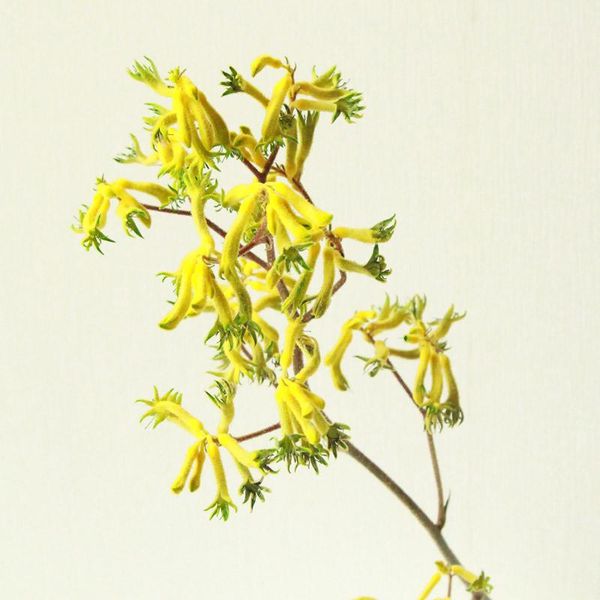 

decorative flowers & wreaths 6pcs christmas decor kangaroo claw immortal flower bouquets natural plants dying bunch for home yellow