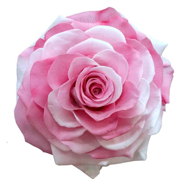 

decorative flowers & wreaths 9-10cm,grade a preserved giant rainbow rose head,gift box for mothers day gift favor,eternal wedding party deco