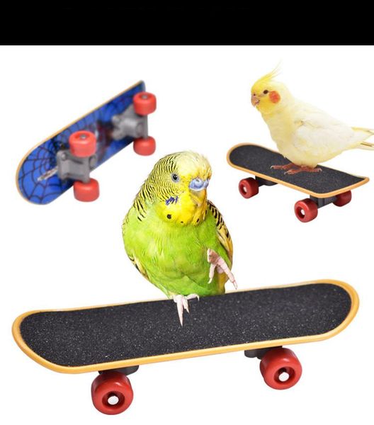 

other bird supplies parrot intelligence toys mini training skateboard for budgies parakeet growth funny toy grinding claw