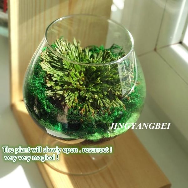 

natural green resurrection grass selaginella plants wedding flower bunch for home garden decoration bonsai artificial decorative flowers & w