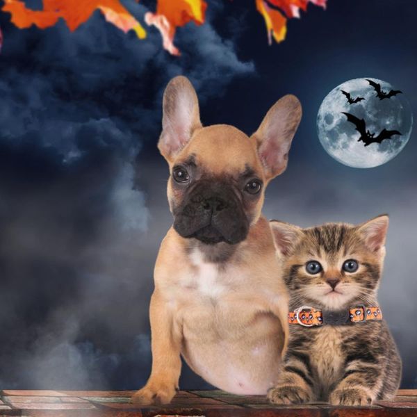 

cat collars & leads 2pcs pet bell collar neck chain party leash