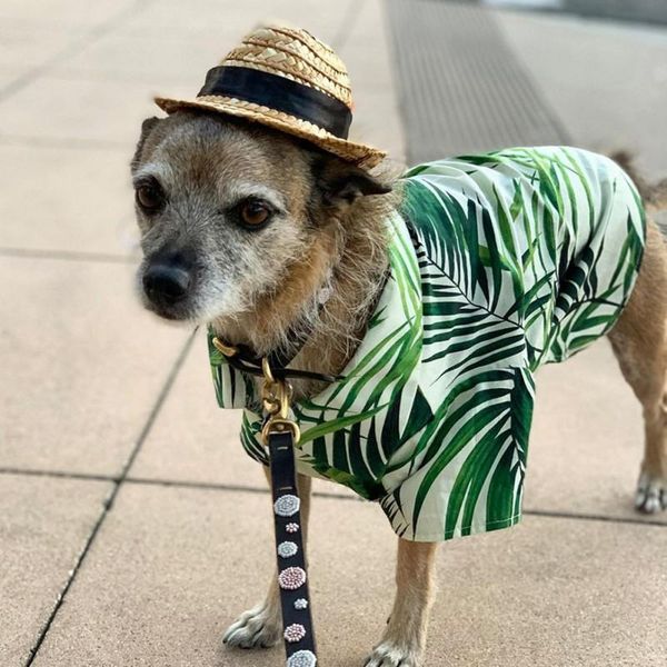 

dog apparel hawaii dogs shirts green bamboo suit pet colorful summer costume cool breathable chiffon short sleeve printed shirt