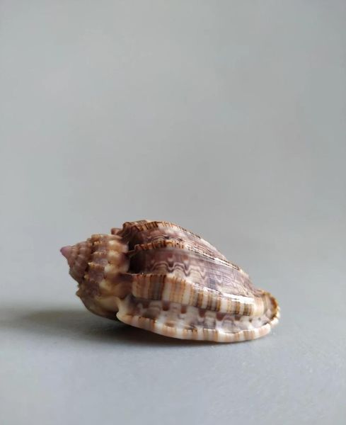 

novelty items naturally selected super rare collectible conch