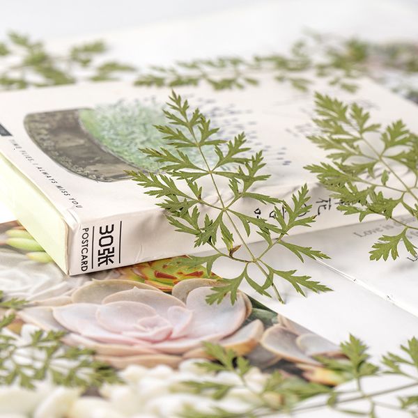 

amiqi leaf diy real flower material package plant specimen dry bookmark face decoration festival gift design