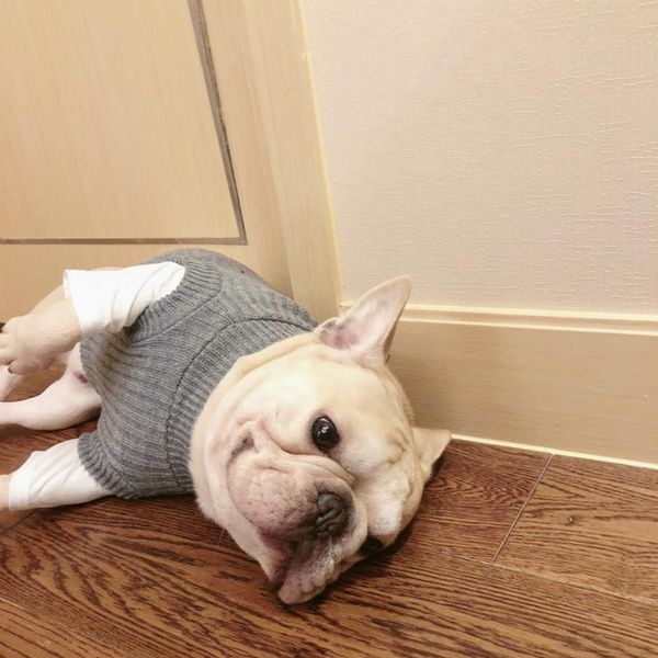 

dog apparel dog's clothes