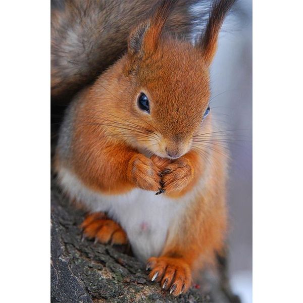 

diamond painting 5d diy cross stitch forest animal squirrel mosaic pattern rhinestone embroidery home decoration zwq