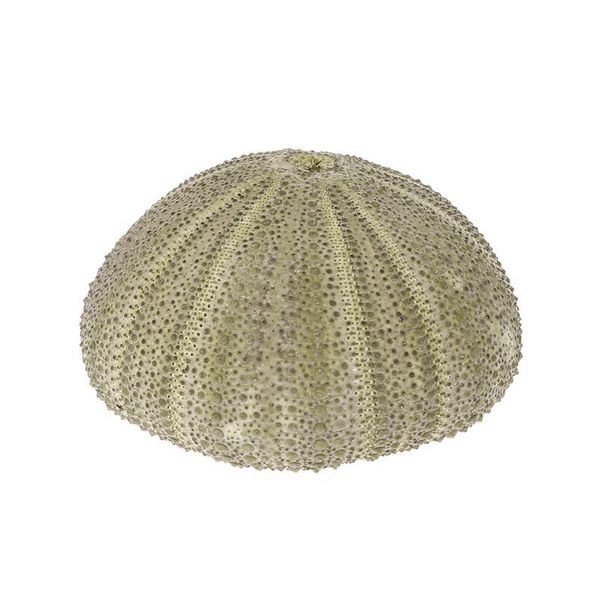 

decorations natural sea urchin reptile box aquarium gardening diy art craft ornament