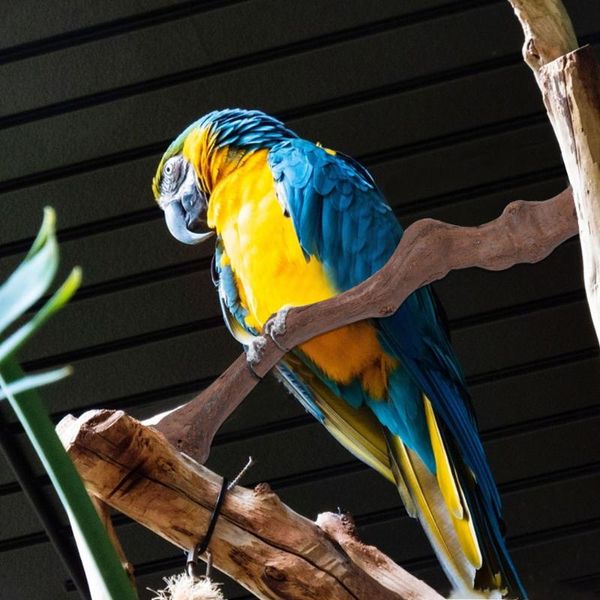 

other bird supplies parrot standing stick activity vine stand playing