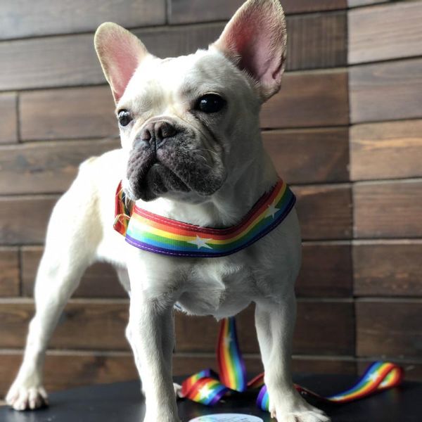 

dog collars & leashes pet trend leash teddy schnauzer explosion burst chest strap rainbow cool harness collar chihuahua supplies