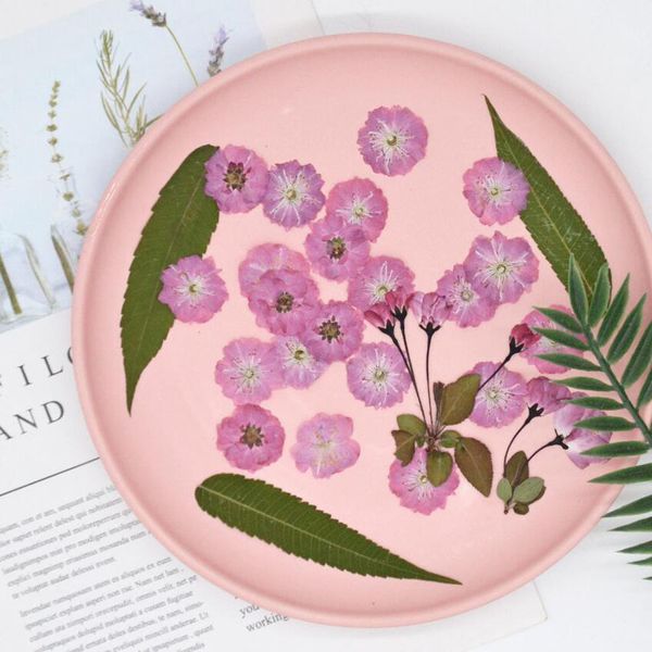 60 pcs prensado seco cor-de-rosa macus spectabilis flor / botões planta herbário para jóias cartão de convite cartão de telefone DIY 210317