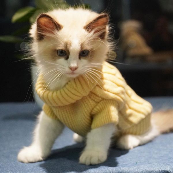 

cat costumes clothes cute sweater dog for baby milk in autumn and winter