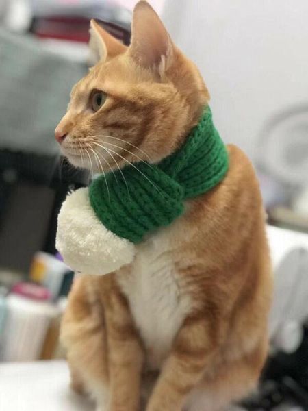 

dog apparel winter warm cat knitted scarve pet supply collar scarf small medium dogs christmas decor