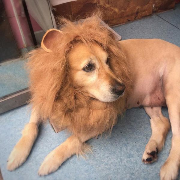 

cat costumes cute pet cosplay clothes transfiguration costume lion mane ear with large party apparel wig warm winter dog decorat d3g5