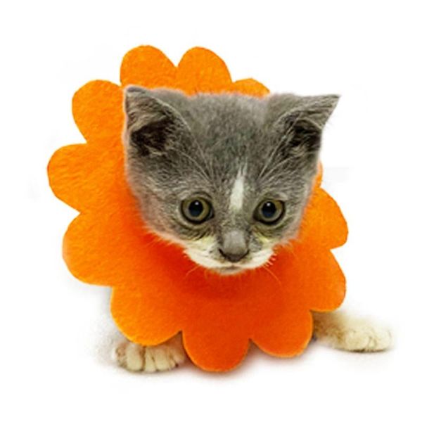 

cat collars & leads legendog cute flower neck cones adjustable soft e collar recovery elizabethan for kitten cats puppy