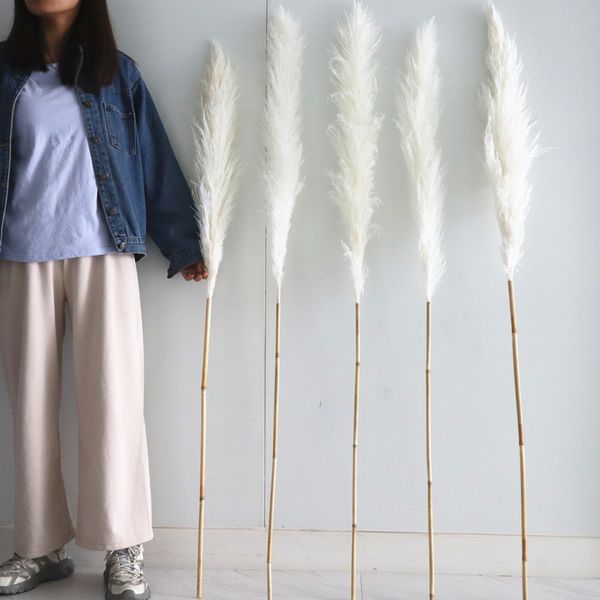 

80/140cm pampas grass natural reed wedding dried flower large beige fluffy ceremony valentines day decoration modern home