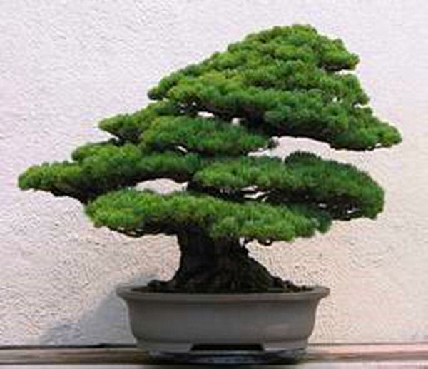 

Растения Тысячелетия, 30 семян / упак. Семена сосны с пятью листьями в горшках