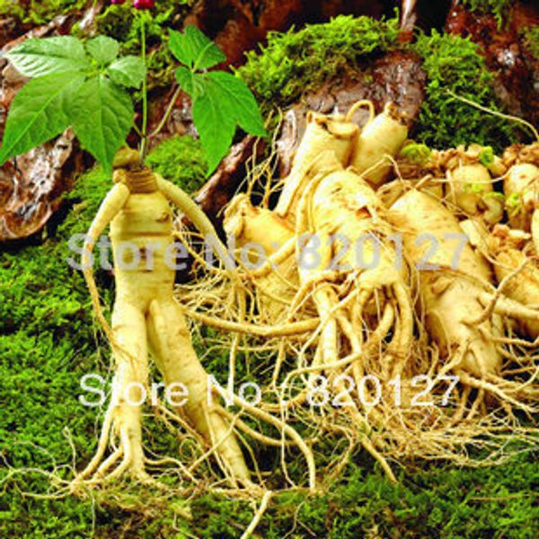 

30 семян многослойного китайского харди panax ginseng корея семена женьшеня, семена травяных растений, вырастите свои собственные корни жень