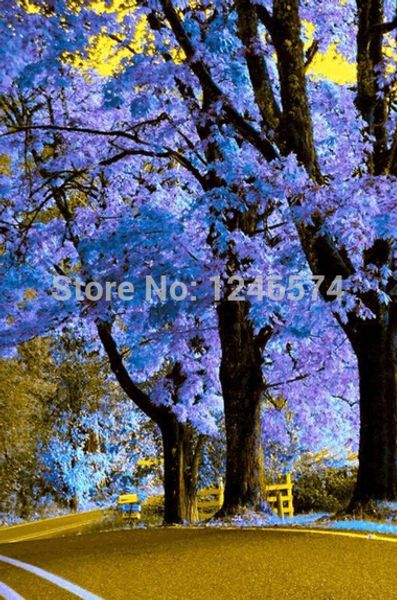 

100 Paulownia Seeds (princess tree or empress tree)--impressive and add beauty to your gard