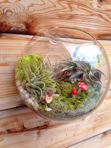 Air Plant Bubble Terrarium Indoor Wall Planter Wall Glass Fish Bowl