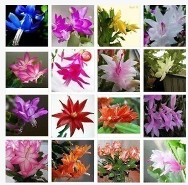 

Zygocactus Truncatus семена, Schlumbergera семена, зелень -100 шт. Семена