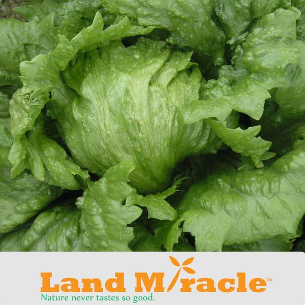 

1 Original Pack, 160 Seeds/pack, Garden Lettuce Heirloom Green Vegetable Seeds NON-GMO Vegetable Seed Sweet Cabbage