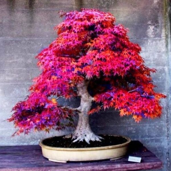 

2017 Promotion 30 pcs/pack Bonsai Maple Seeds Maple Tree Seeds Bonsai Seed The Budding Rate 90% Home garden M00912