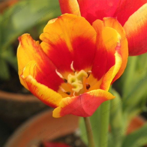 30x Saffron Plante Saff Lower Graines Huile Fleurs Fleur