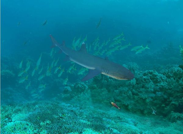 

p wall mural sea world starfish paste brick three-dimensional painting vinyl flooring