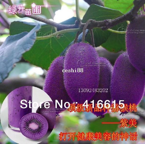 

Kiwi fruit seeds,Potted plants,Purple kiwi,Nutrition is rich, beautiful,Bonsai,Vegetable melon seeds,10 Pcs,Free Shipping