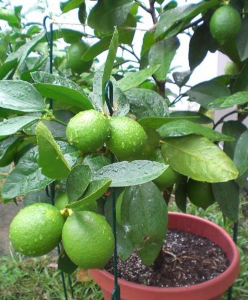 

В Citrus aurantiifolia 50 семена/пакет бонсай семена лимон фрукты тропические лимонного дер