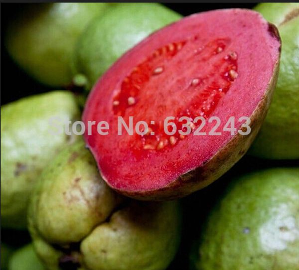 

DIY Home Garden Plant 40 Seeds fresh Seeds Guava Psidium Guajava Thai Pink Fresh Large Fruits Free Shipping