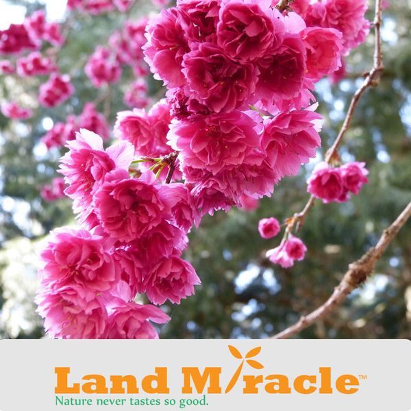 Fleur De Sakura Rouge Japonais 10 Graines Fleurs De Cerisier Arbre Bonsaï Lexpédition De Cartel