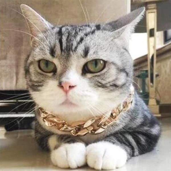 

cat collars & leads cuban link thick chunk chain necklace dog safety collar pets jewelry andf889