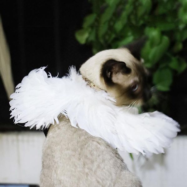 

cat costumes pet dog costume angel devil bat wing cosplay halloween fancy dress po props