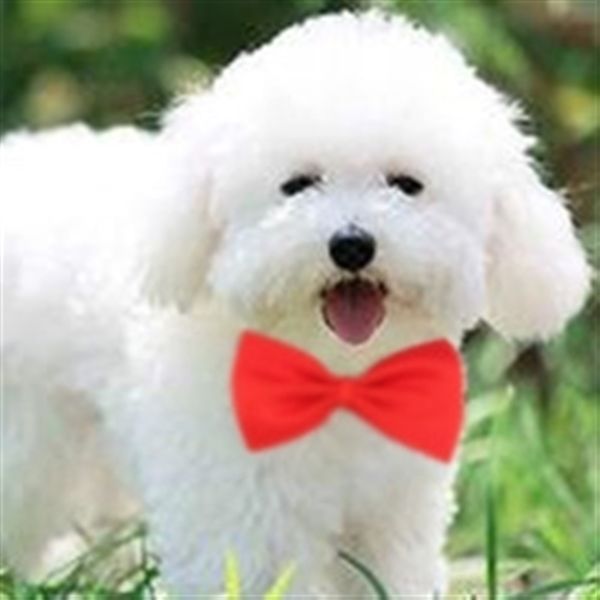 

ia5m multi bow ties color solid polyester men's pet show ychildren multi color solid polyester men's pet show butterfly butterf, Black;gray