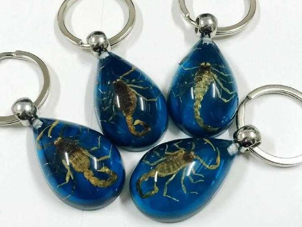 12 pcs azul chaveiro real escorpião keyring resina taxidmy inseto real bug H0915