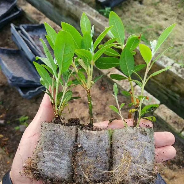 

planters & pots 100pcs growth bag biodegradable non-woven seedling eco-friendly planting bags nursery plant grow fabric pouch g326
