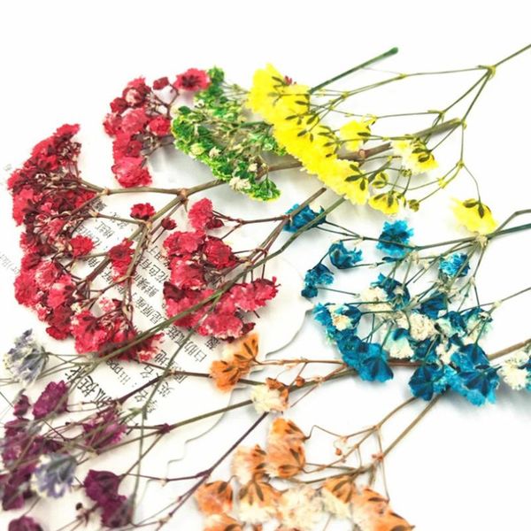 

8pcs/set natural dry preserved flower pressed dried babysbreath for scrapbook bookmark card phone case decor diy crafts material decorative