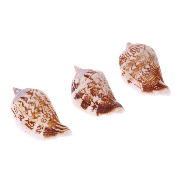 

decorations 3pcs/set fish tank natural sea shells decor shrimp hide area aquarium ornaments
