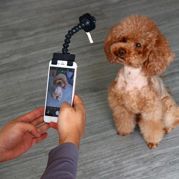 

dog apparel pet selfie stick for dogs cat pography tools interaction toys concentrate training supplies accessories drop