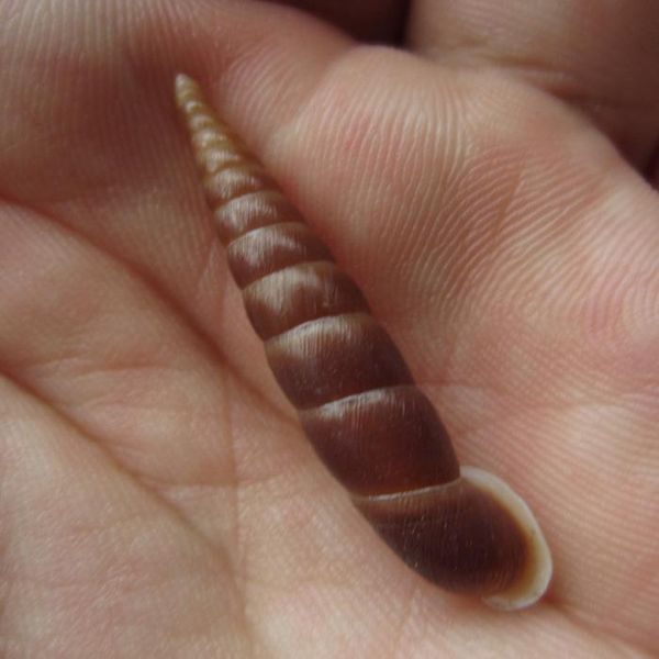 

macrophaedusa cecillii 33.8mm novelty items