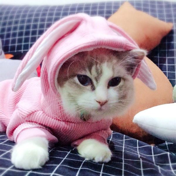 

cat costumes ears sweater cute teddy dog hooded jacket soft cotton pet cosplay clothes casual four seasonstwo-legged coat