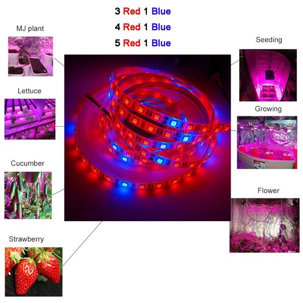 

strips 5m dc12v phyto lamps full spectrum led strip light 300 leds smd fitolampy grow lights for greenhouse hydroponic plant