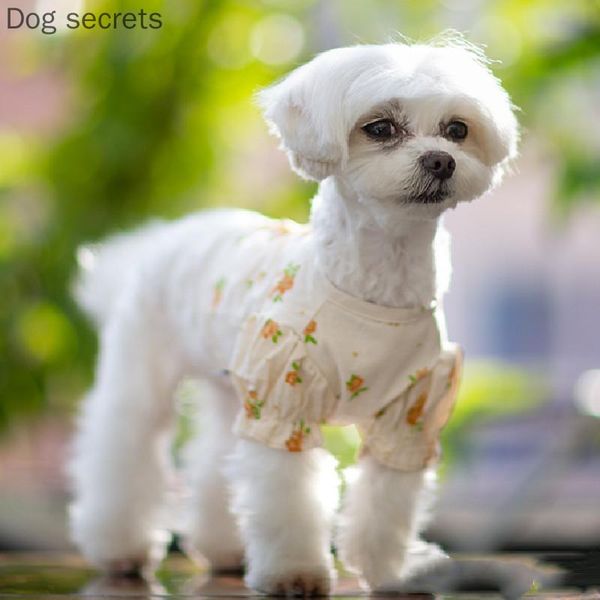 

summer cat dog shirt short type pet clothing chihuahua doggie puppy costume yorkshire pomeranian maltese shih tzu poodle clothes apparel