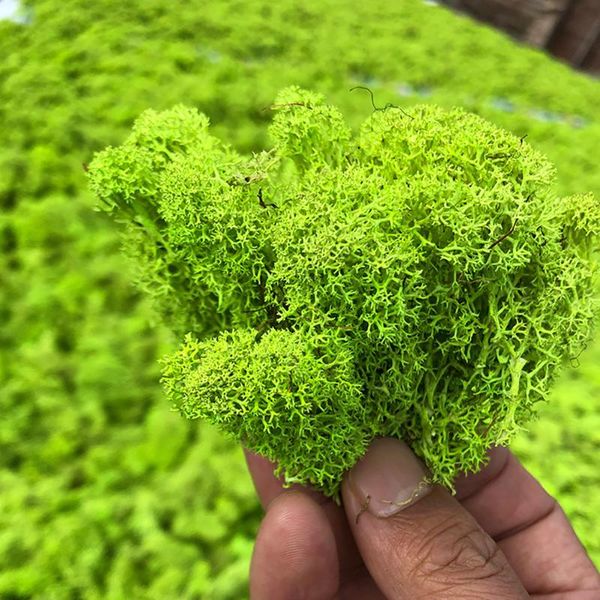 

decorative flowers & wreaths 20g artificial plant eternal life moss garden home decor wall diy flower material mini micro landscape accessor